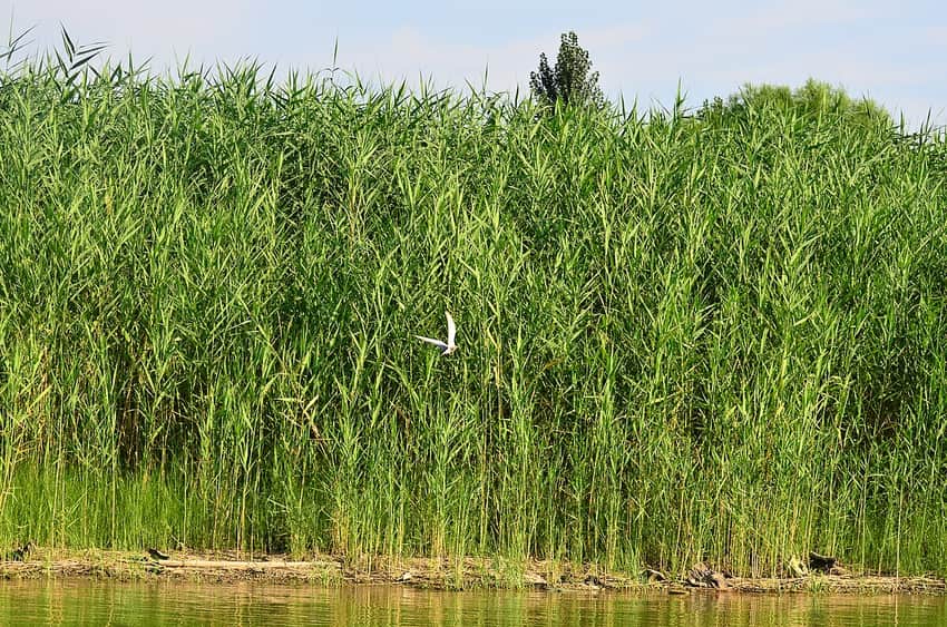 Baiyangdian wetland in Baoding