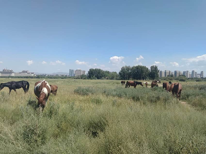 Jiuyuan grassland in Baotou