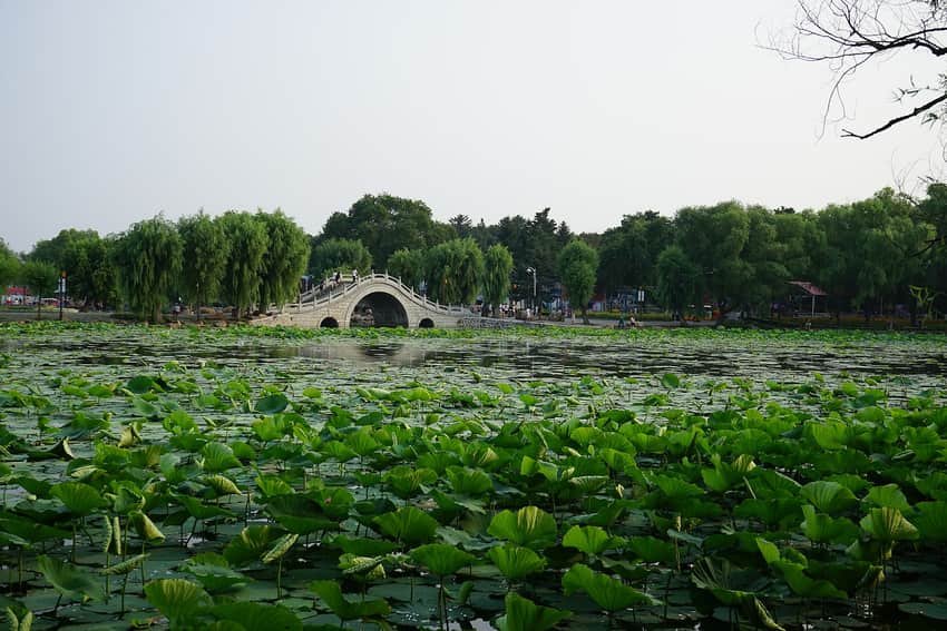 Lotus pond and stone moon bridge in Changchun South Lake Park