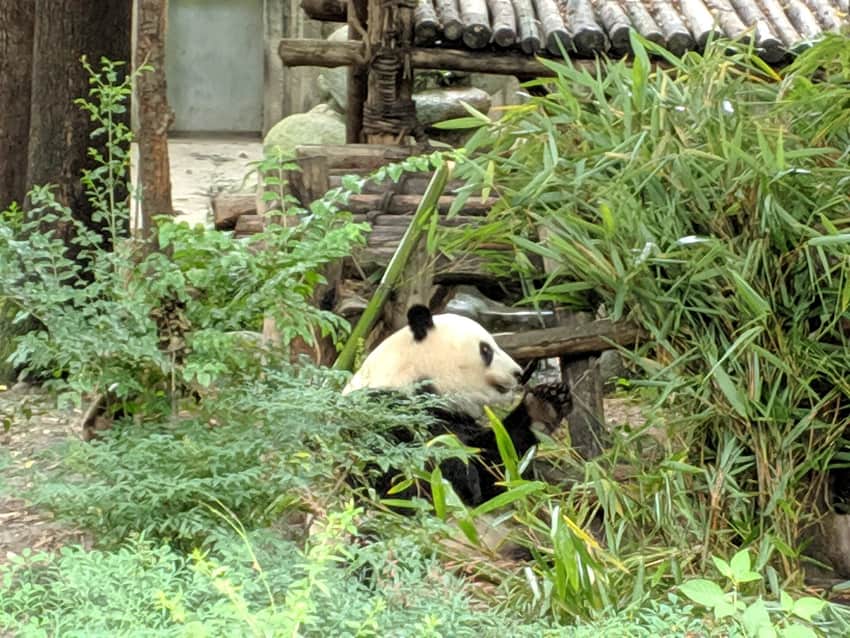 Giant panda at the Chengdu Research Base