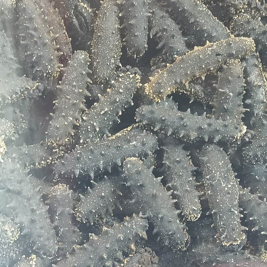 Dalian sea-cucumber food record in Dalian