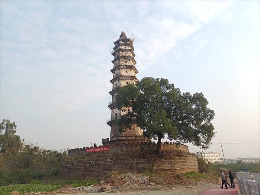 Yuechi White Pagoda beside a mature tree and retaining wall