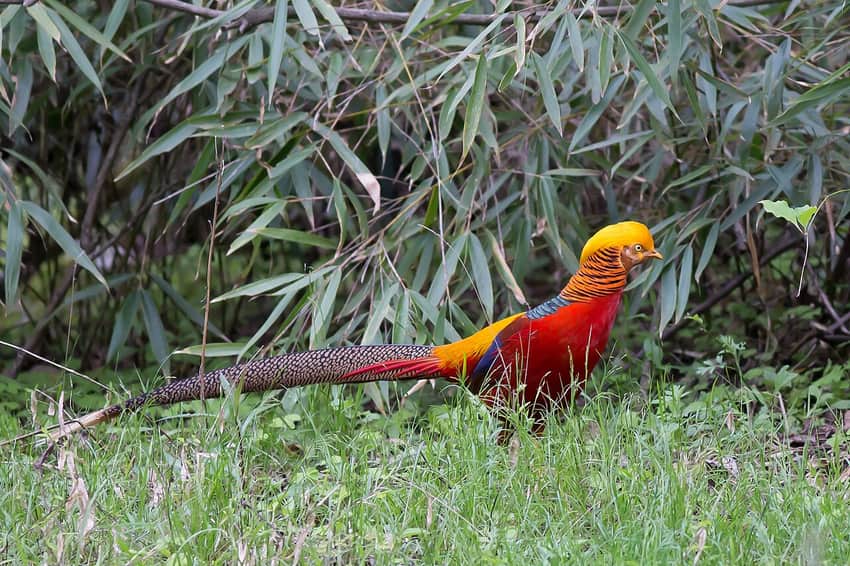 Golden pheasant photographed at Tangjiahe Nature Reserve