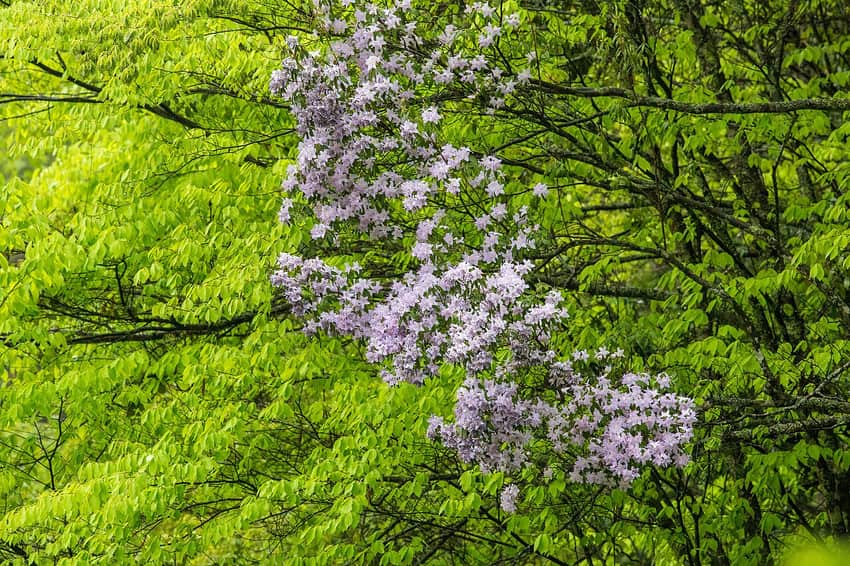 Rhododendrons flowering at Tangjiahe Nature Reserve