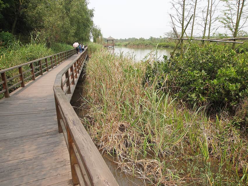 Wooden boardwalk through vegetation at Nansha Wetland