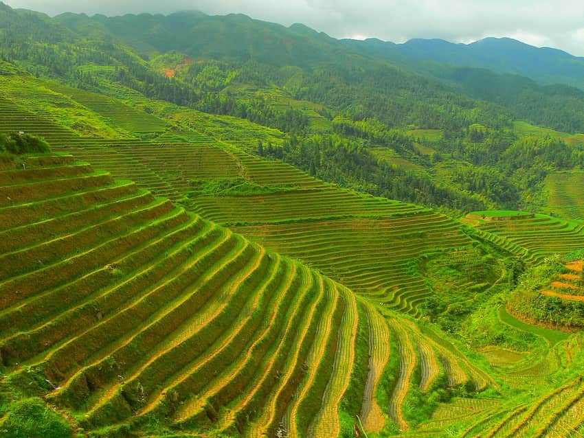 Longji terraces in Guilin