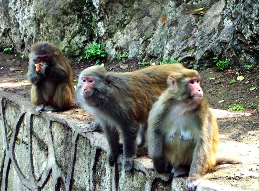 Rhesus macaque in Qianling Mountain Park