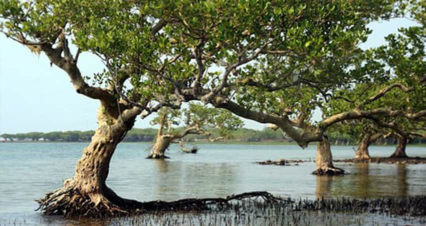 Mangrove canopy and tidal water at Dongzhai Harbour