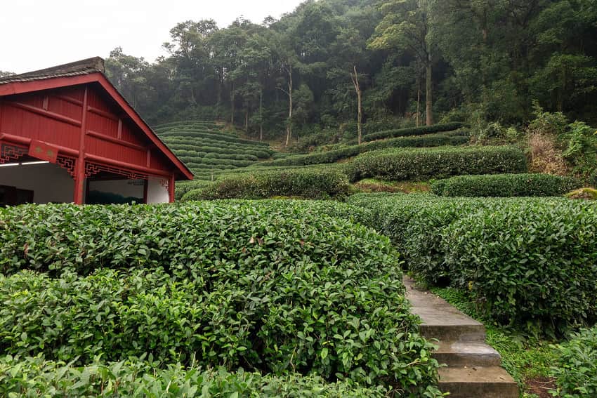 Green Longjing tea terraces on a hillside at Meijiawu