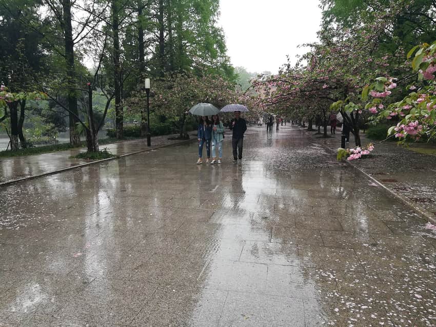 People walking under umbrellas among spring blossoms at USTC in 2018