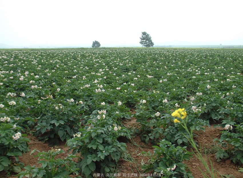 Dated 2004 flowering potato field in Wuchuan with distant mountains