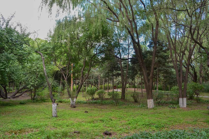 Mature trees, willow branches, grass and paths in Wulanfu Park in 2024