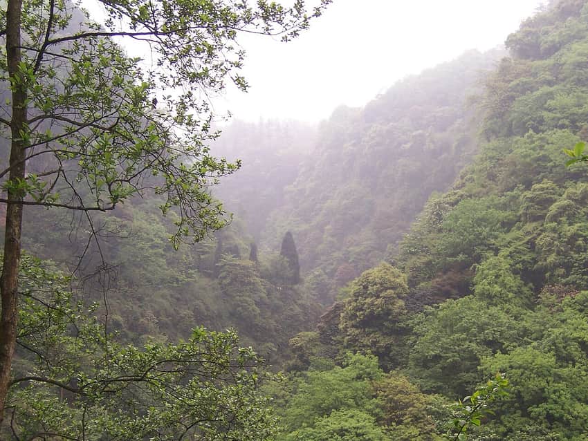 Dense misty forest in a steep Mount Emei valley