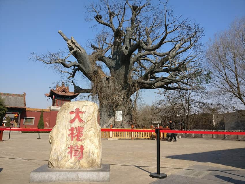 Hongdong Great Pagoda Tree in Linfen