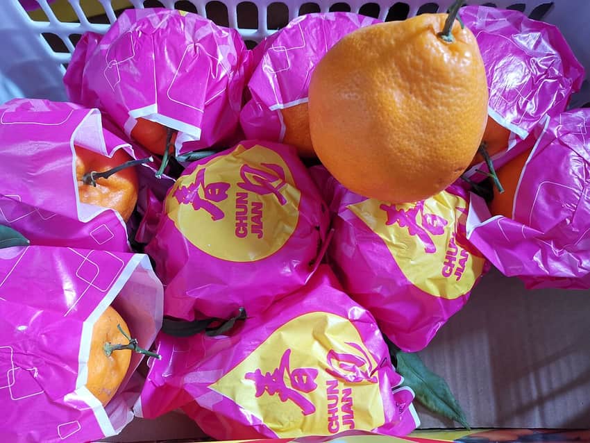 Harvested citrus packaged in Dongpo District