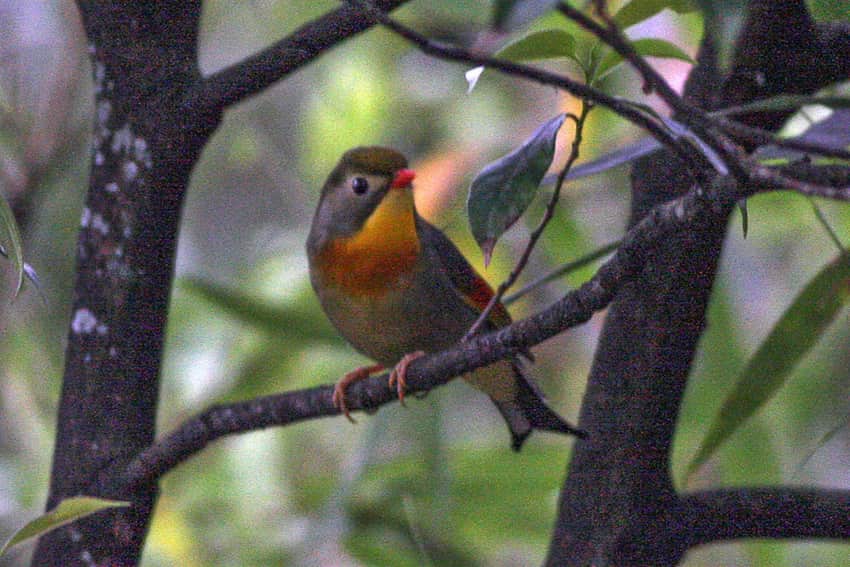 Red-billed leiothrix in forest at Wawu Mountain