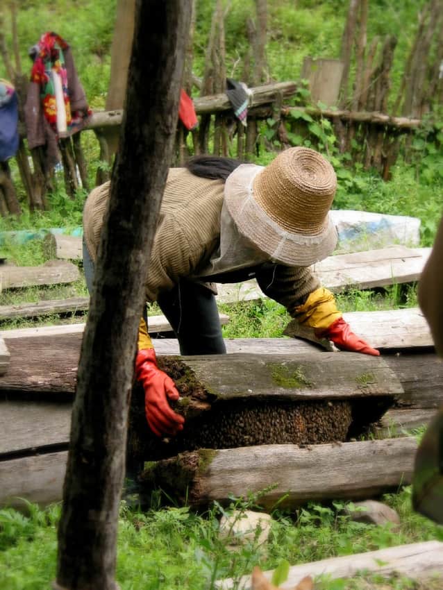 Traditional beekeeping documented in Pingwu County