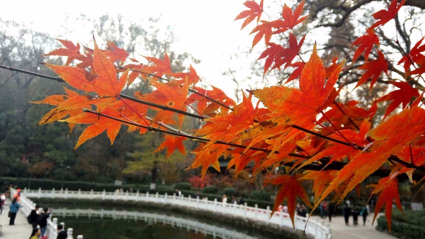 Close view of red autumn leaves at Qixia Mountain