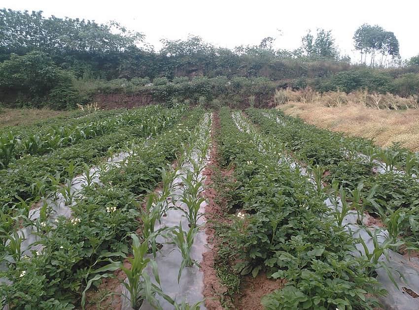 Intercropped potato and maize fields in Zizhong