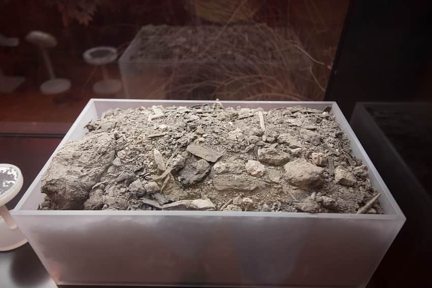 Hemudu Site Museum in Ningbo