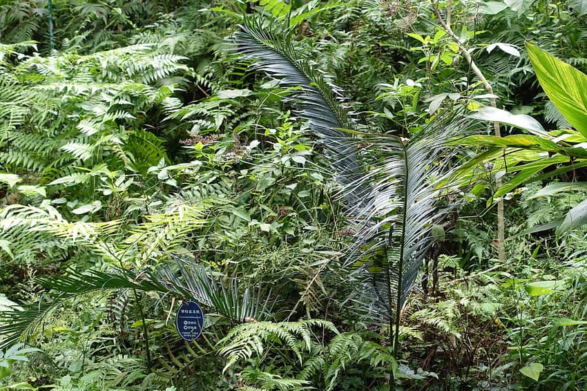 Botanical reference of Cycas panzhihuaensis photographed in Chengdu