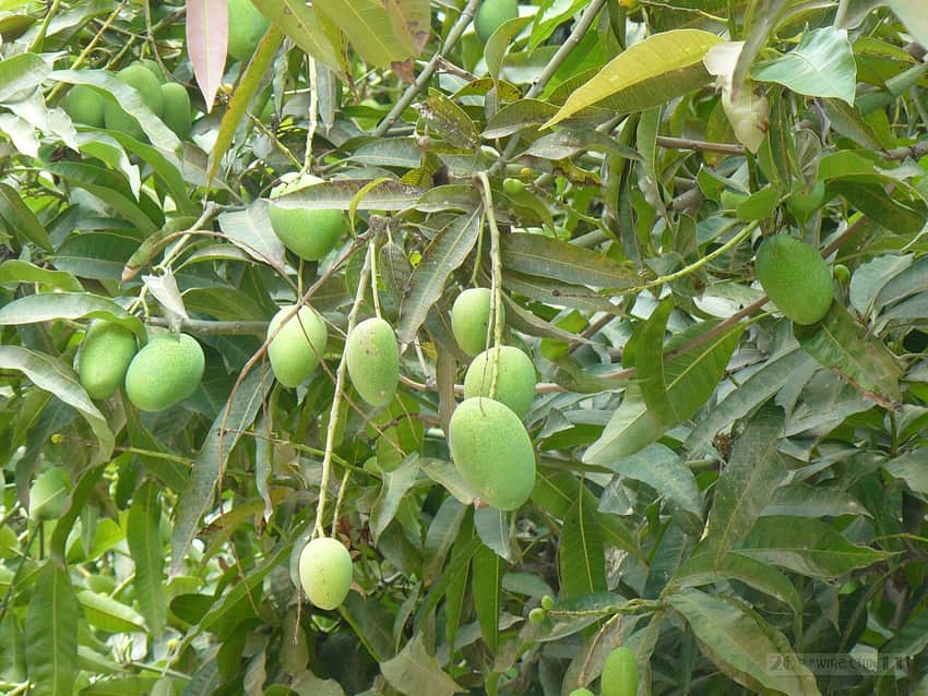 Mango tree photographed elsewhere in China as a horticultural reference