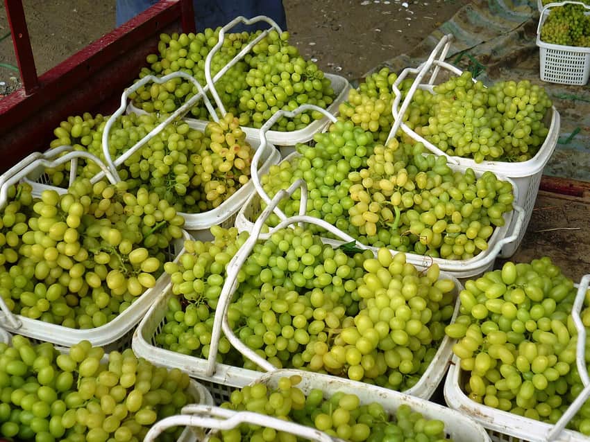 Turpan grape landscape in Turpan