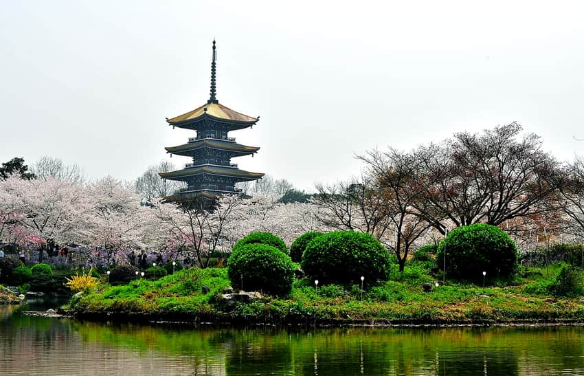Cherry blossom garden and pagoda at East Lake