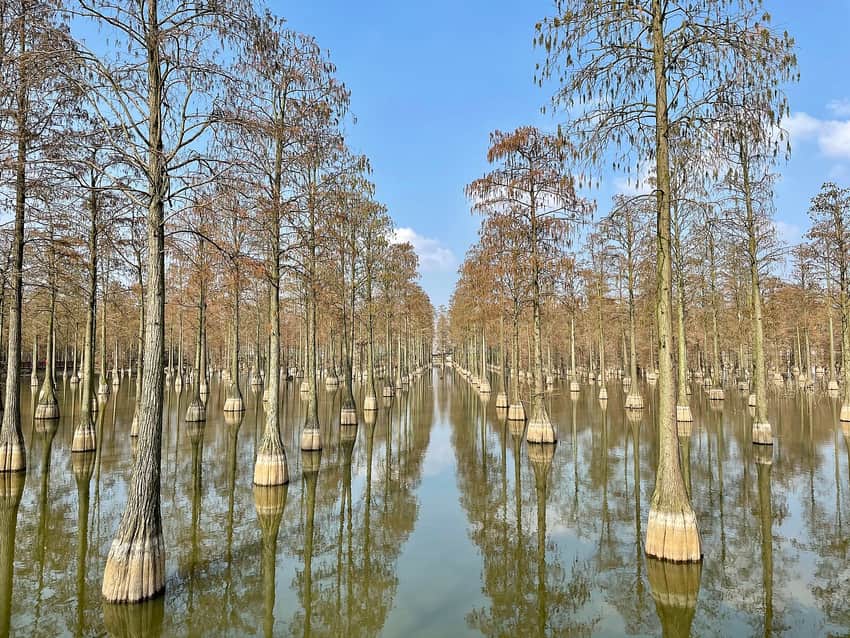 Flooded tree rows in Zhangdu Lake wetland