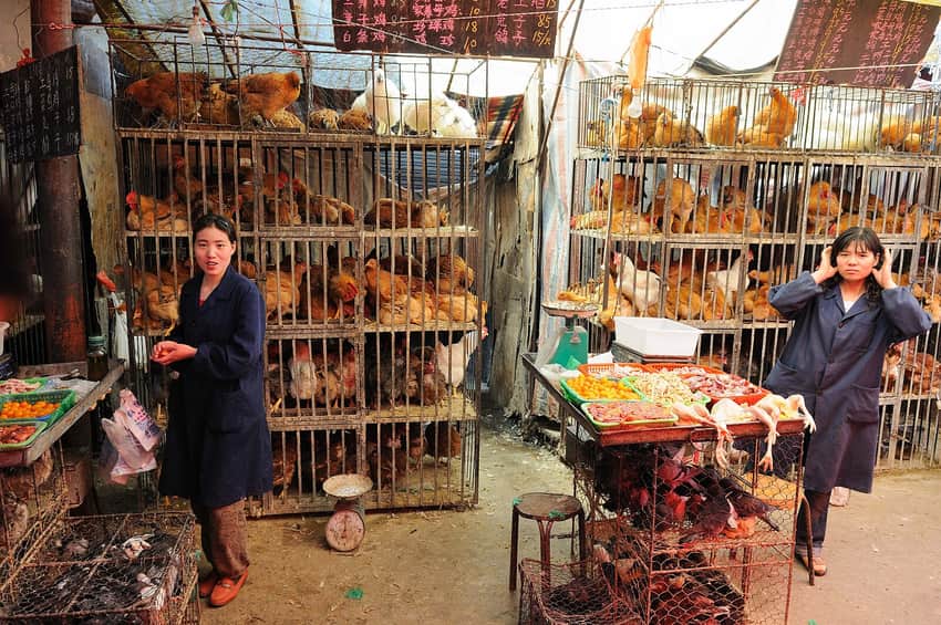 A dated chicken market in the Xining city profile