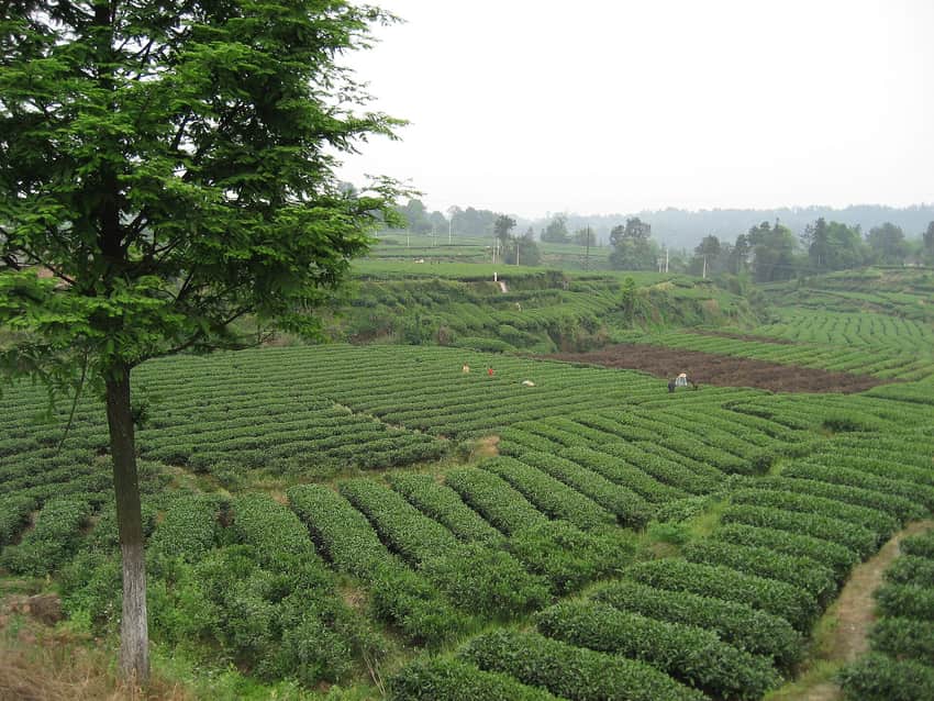Rows of tea and field workers across rolling Mingshan terrain