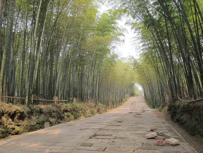 Paved Emerald Corridor beneath bamboo in the Shunan Bamboo Sea