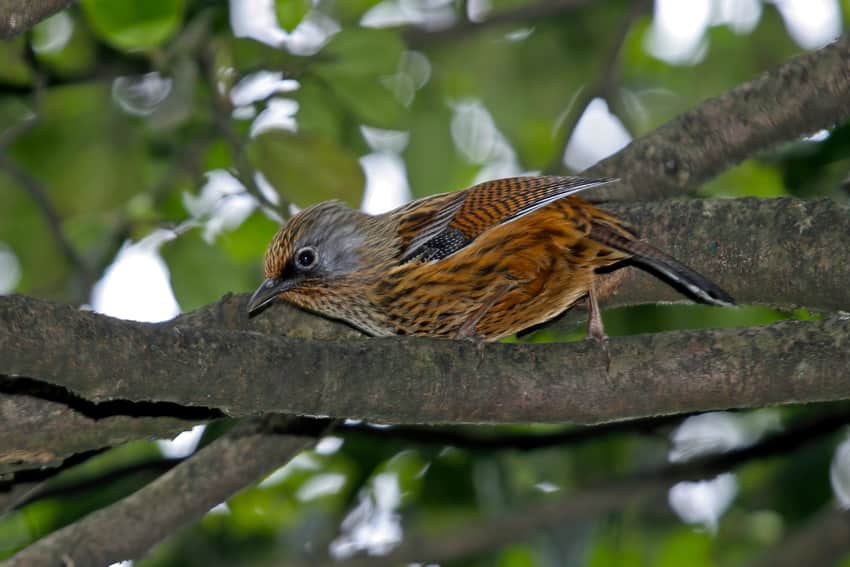 Streaked barwing photographed in Pingshan County