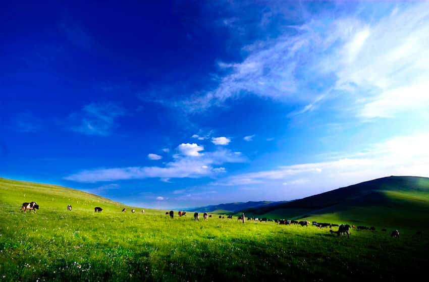Bashang grassland in Zhangjiakou
